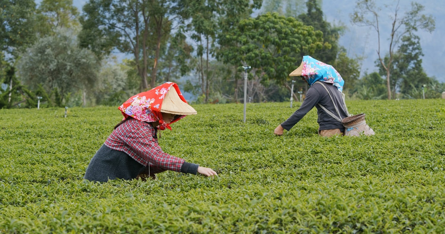 Pacific Labour